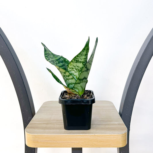 Sansevieria Green Hahnii | The Plant Boys