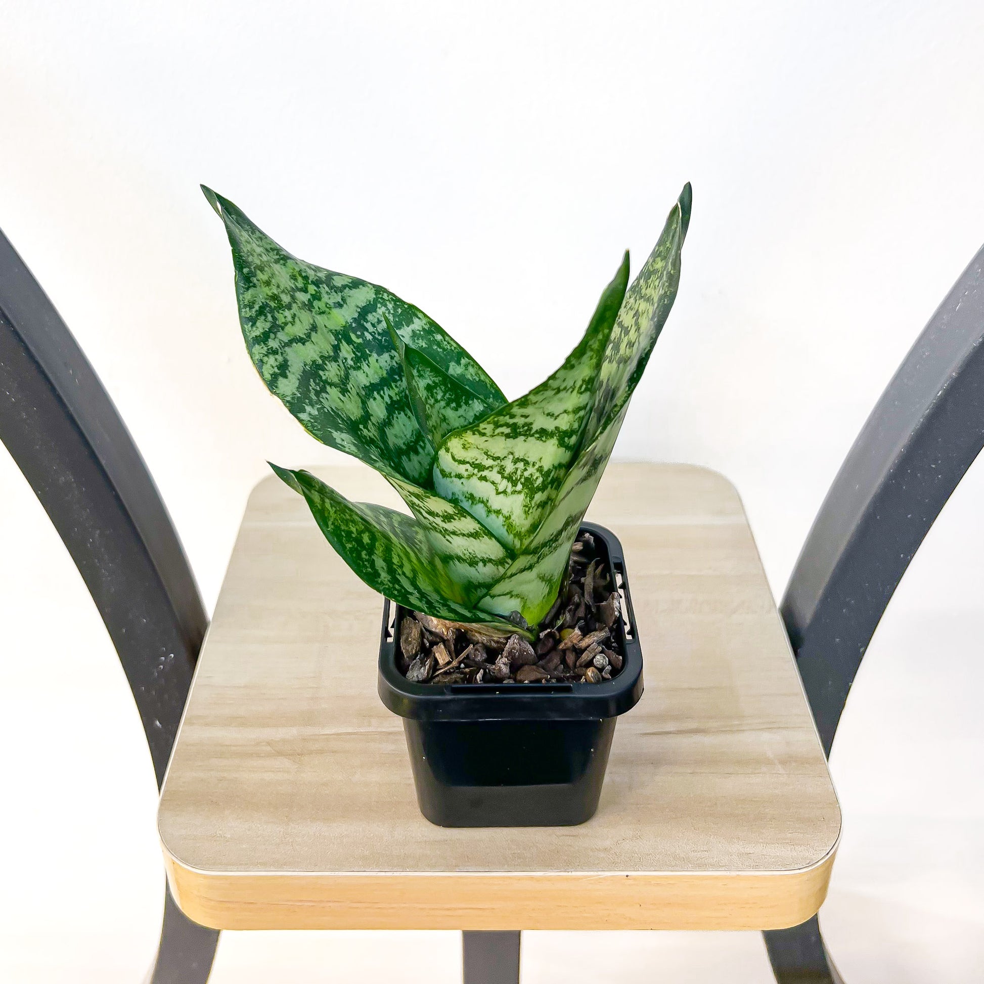 sansevieria hahnii grande Sansevieria Green Hahnii – The Plant Boys