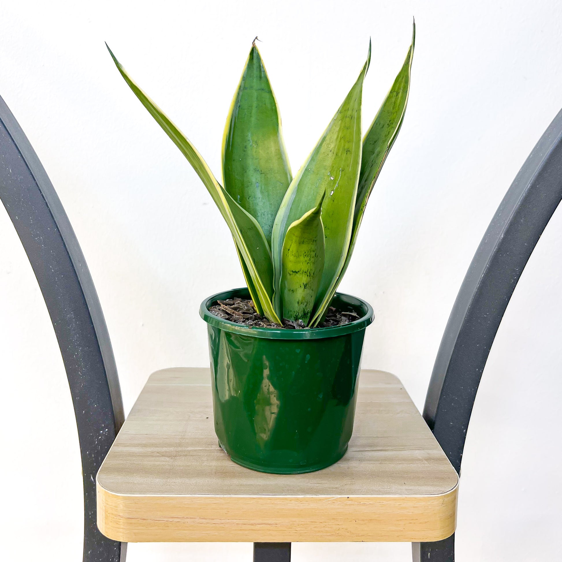 Sansevieria White Snow Hahnii | The Plant Boys