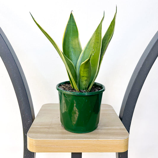 Sansevieria White Snow Hahnii | The Plant Boys