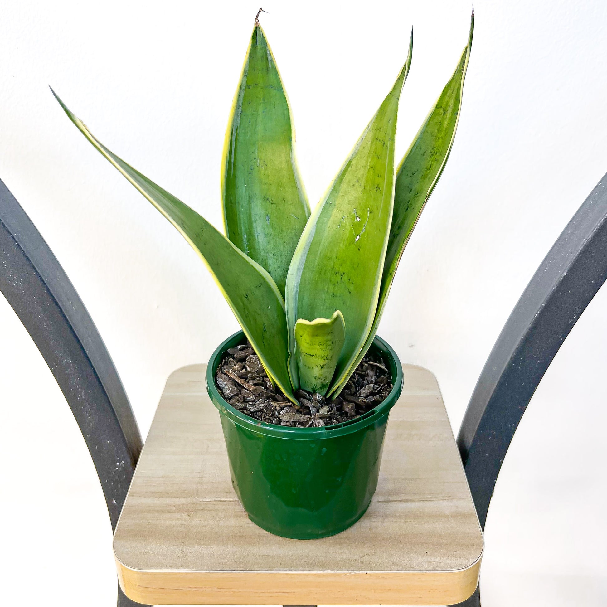 Sansevieria White Snow Hahnii | The Plant Boys