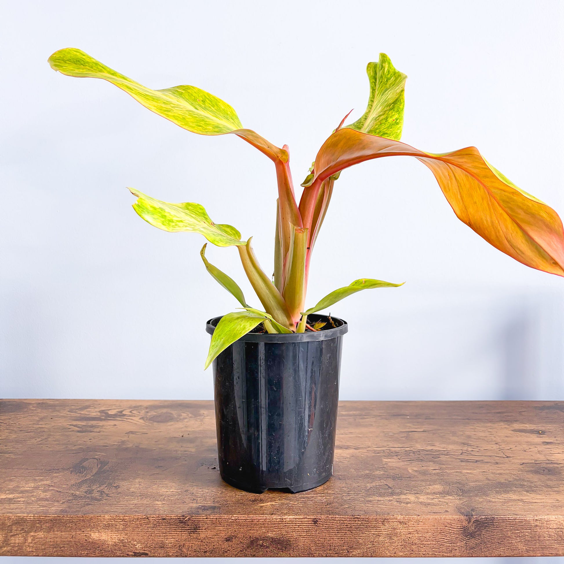 Philodendron Orange Marmalade | The Plant Boys