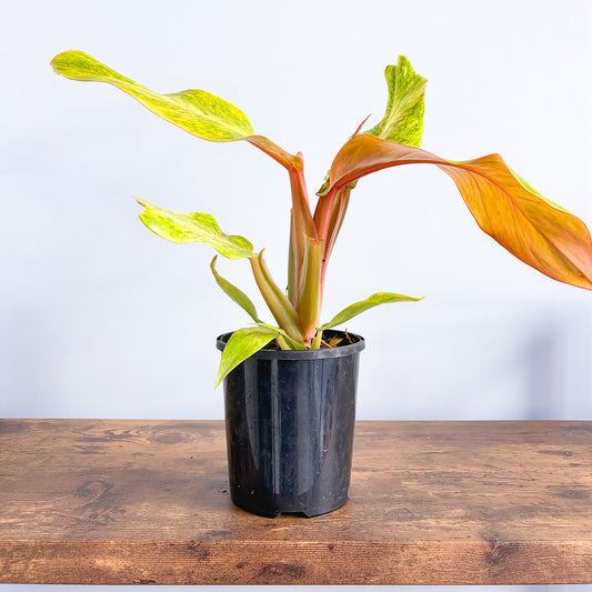 Philodendron Orange Marmalade | The Plant Boys