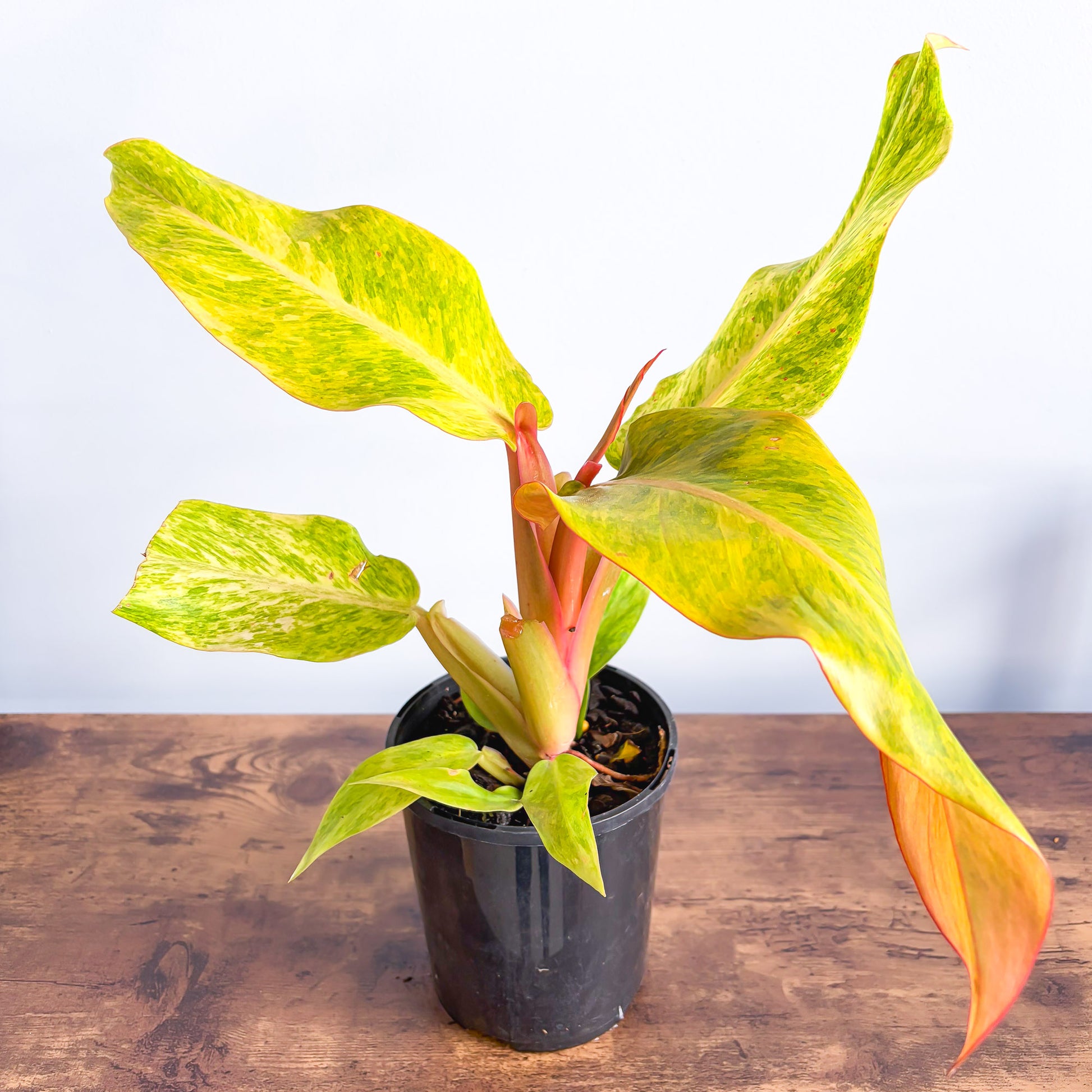 orange marmalade philodendron care Philodendron Orange Marmalade – The Plant Boys