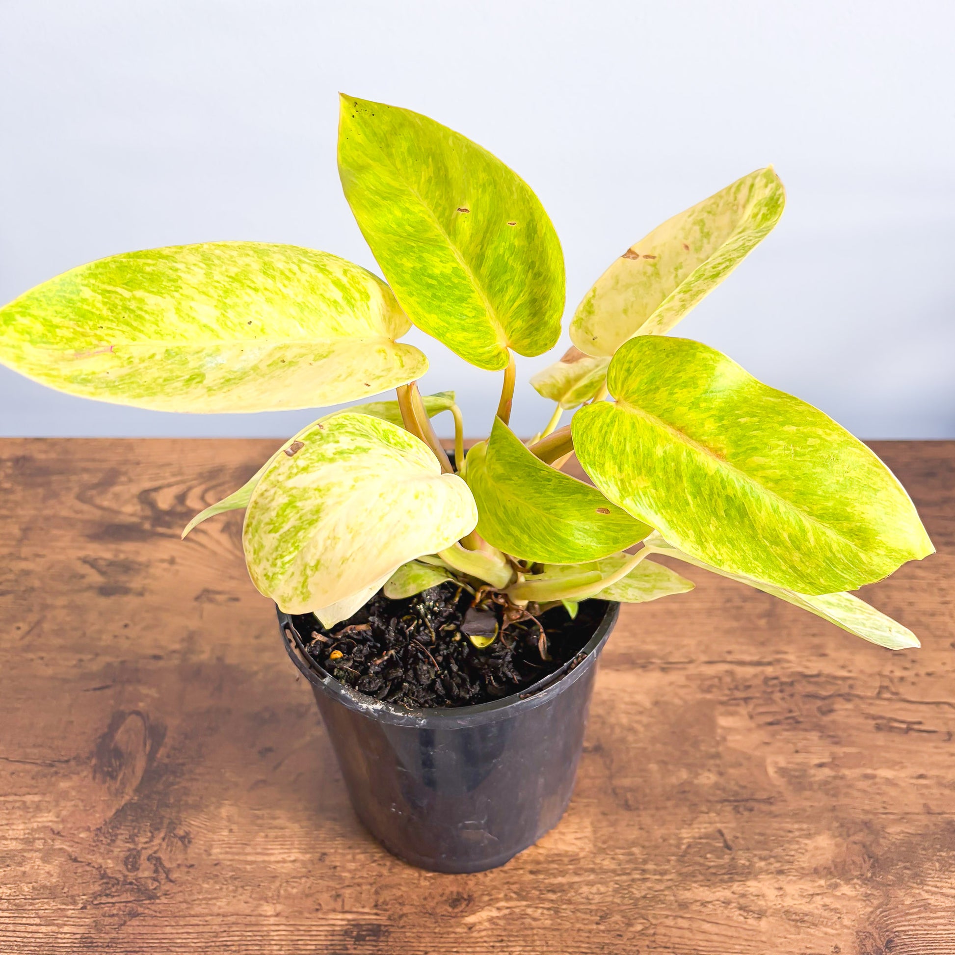 philodendron painted lady plant Philodendron Painted Lady – The Plant Boys
