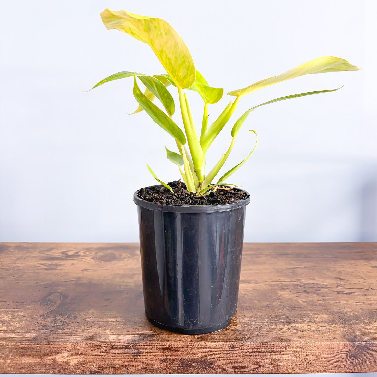 Philodendron Lemon Twist | The Plant Boys