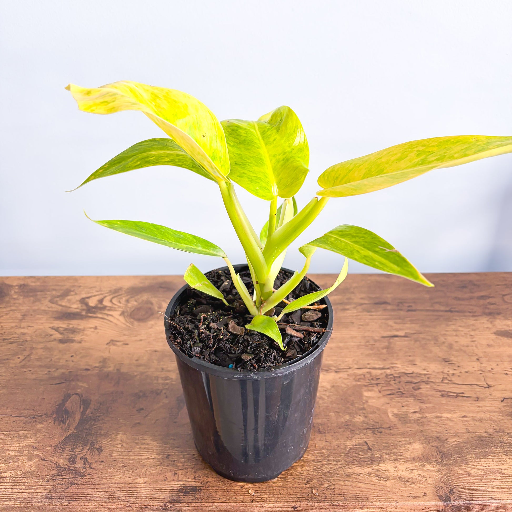 Philodendron Lemon Twist | The Plant Boys