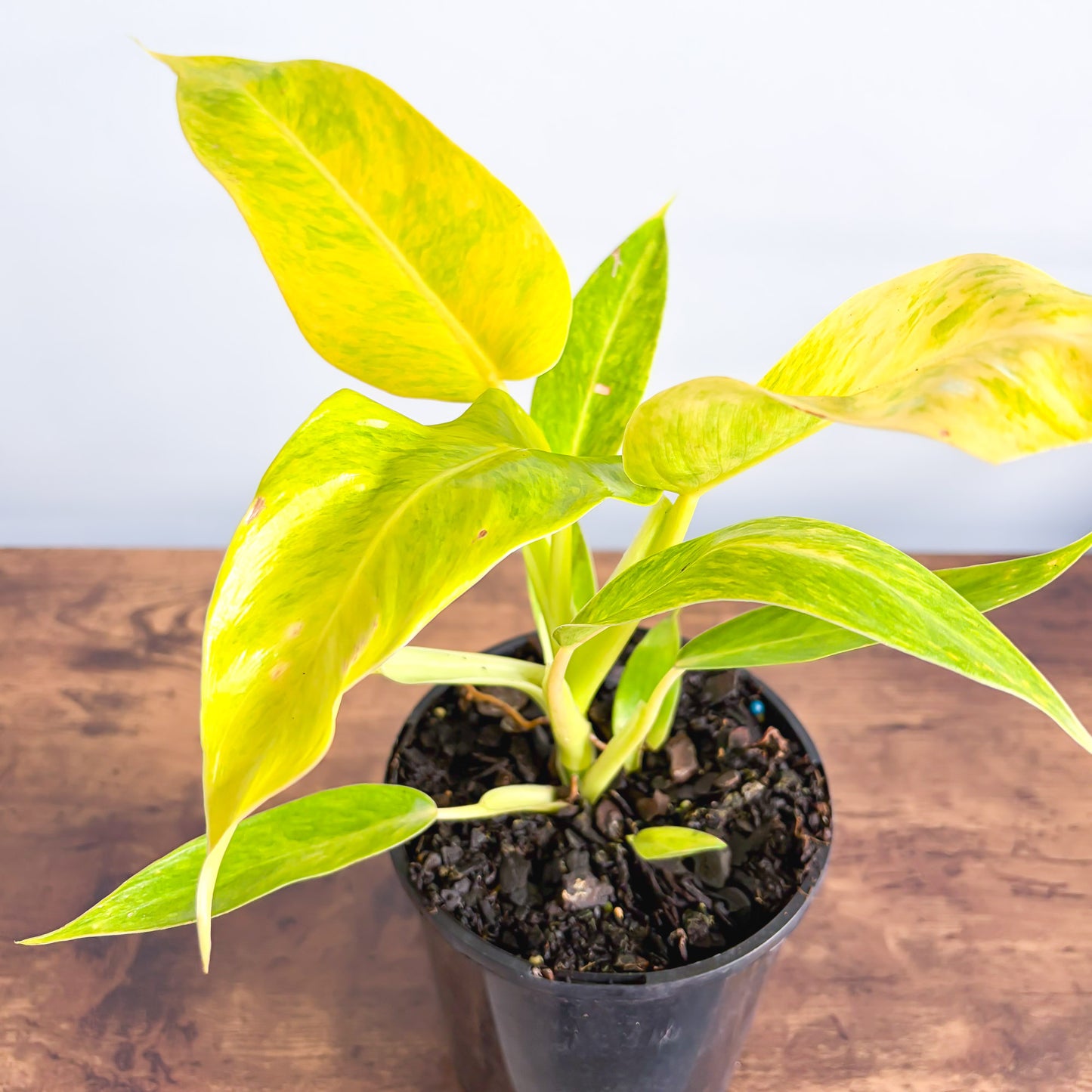 Philodendron Lemon Twist | The Plant Boys