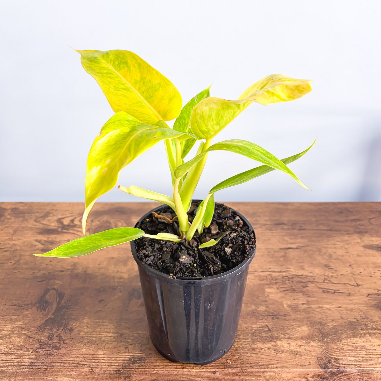 Philodendron Lemon Twist | The Plant Boys