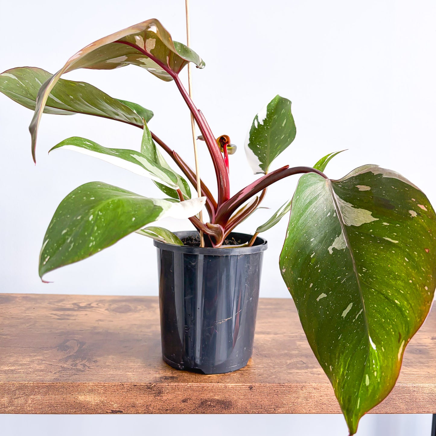 Philodendron Red Anderson | The Plant Boys