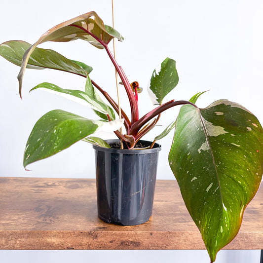 Philodendron Red Anderson | The Plant Boys