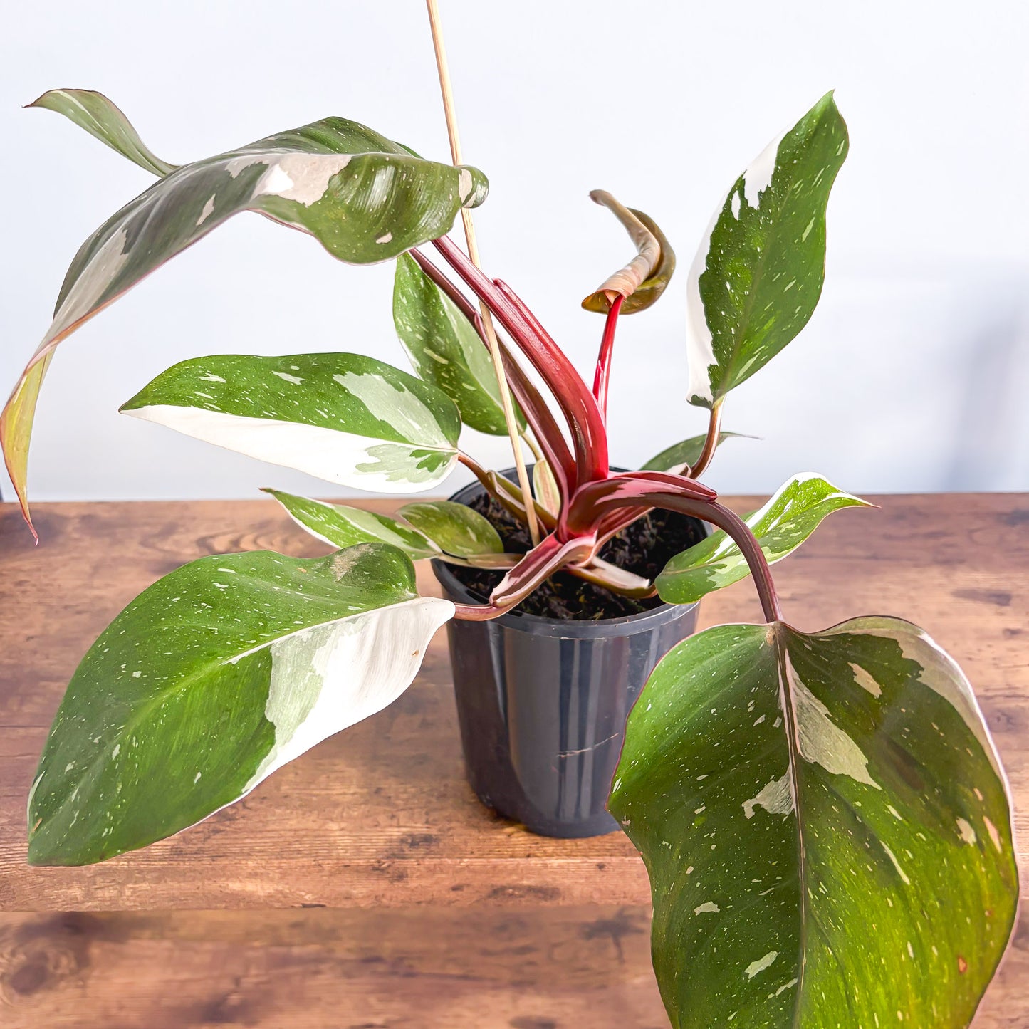 Philodendron Red Anderson | The Plant Boys