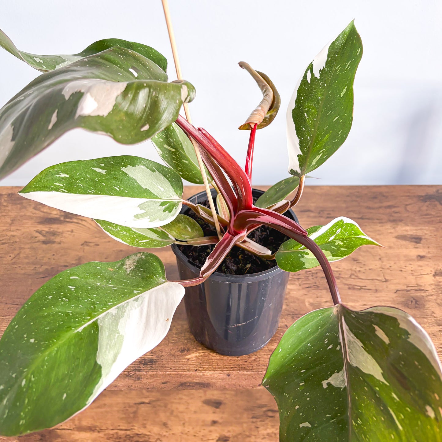 Philodendron Red Anderson | The Plant Boys