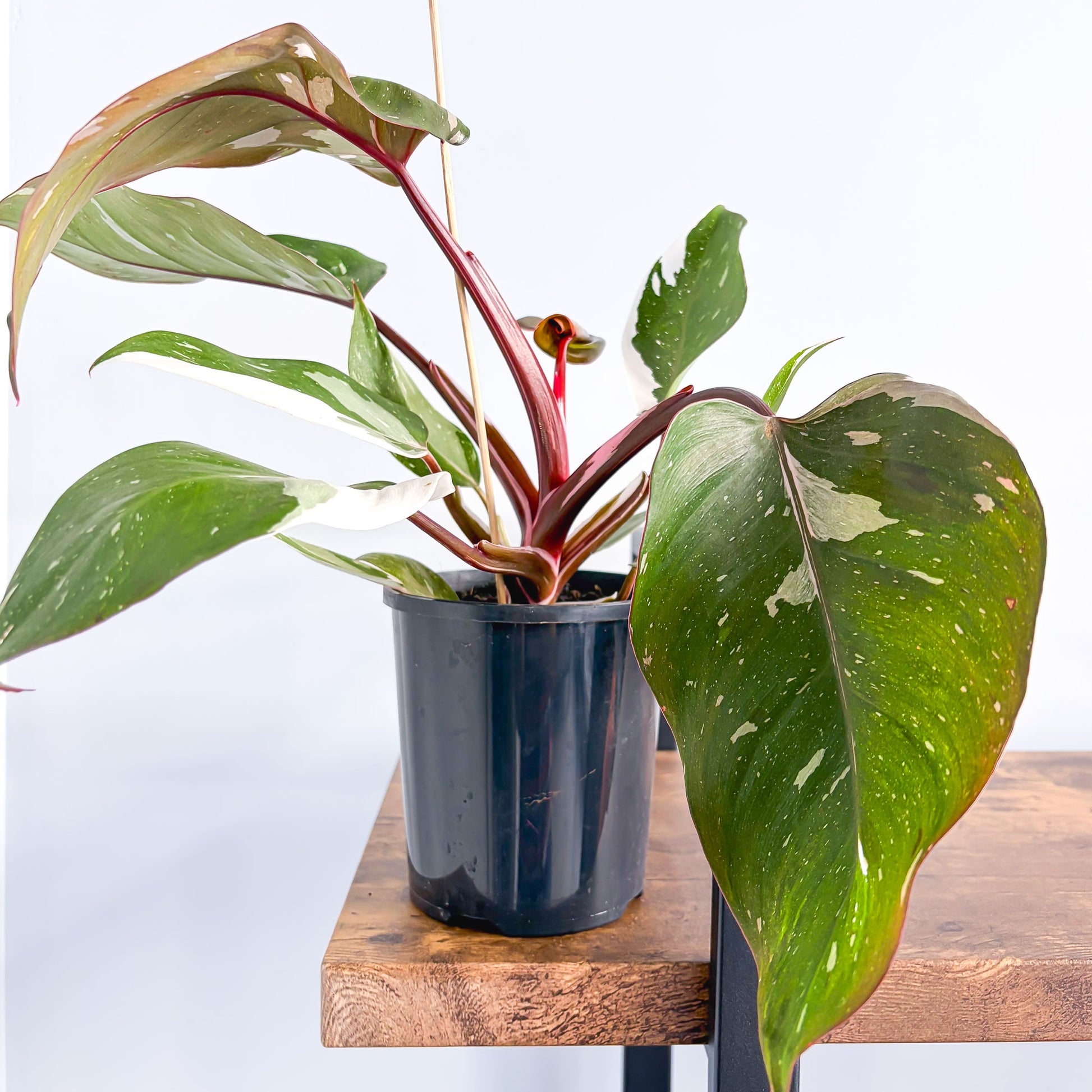 philodendron anderson red vs red emerald Philodendron Red Anderson – The Plant Boys
