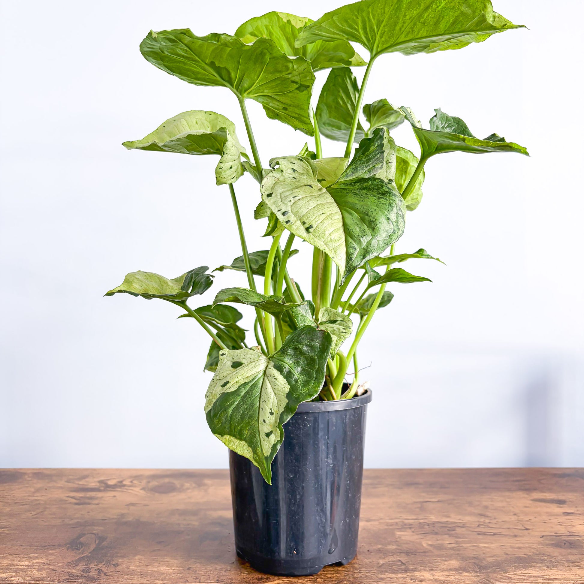 Syngonium Purple Butterfly | The Plant Boys