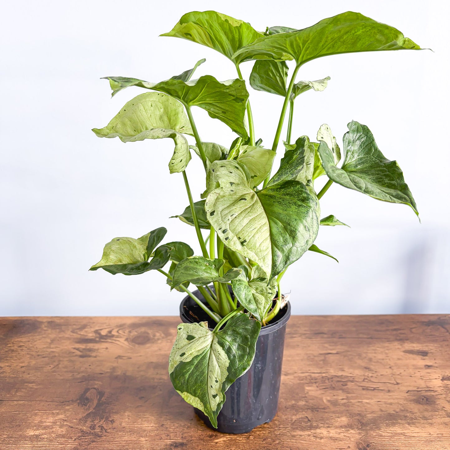 Syngonium Purple Butterfly | The Plant Boys