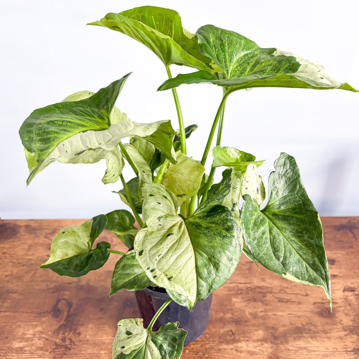 Syngonium Purple Butterfly | The Plant Boys