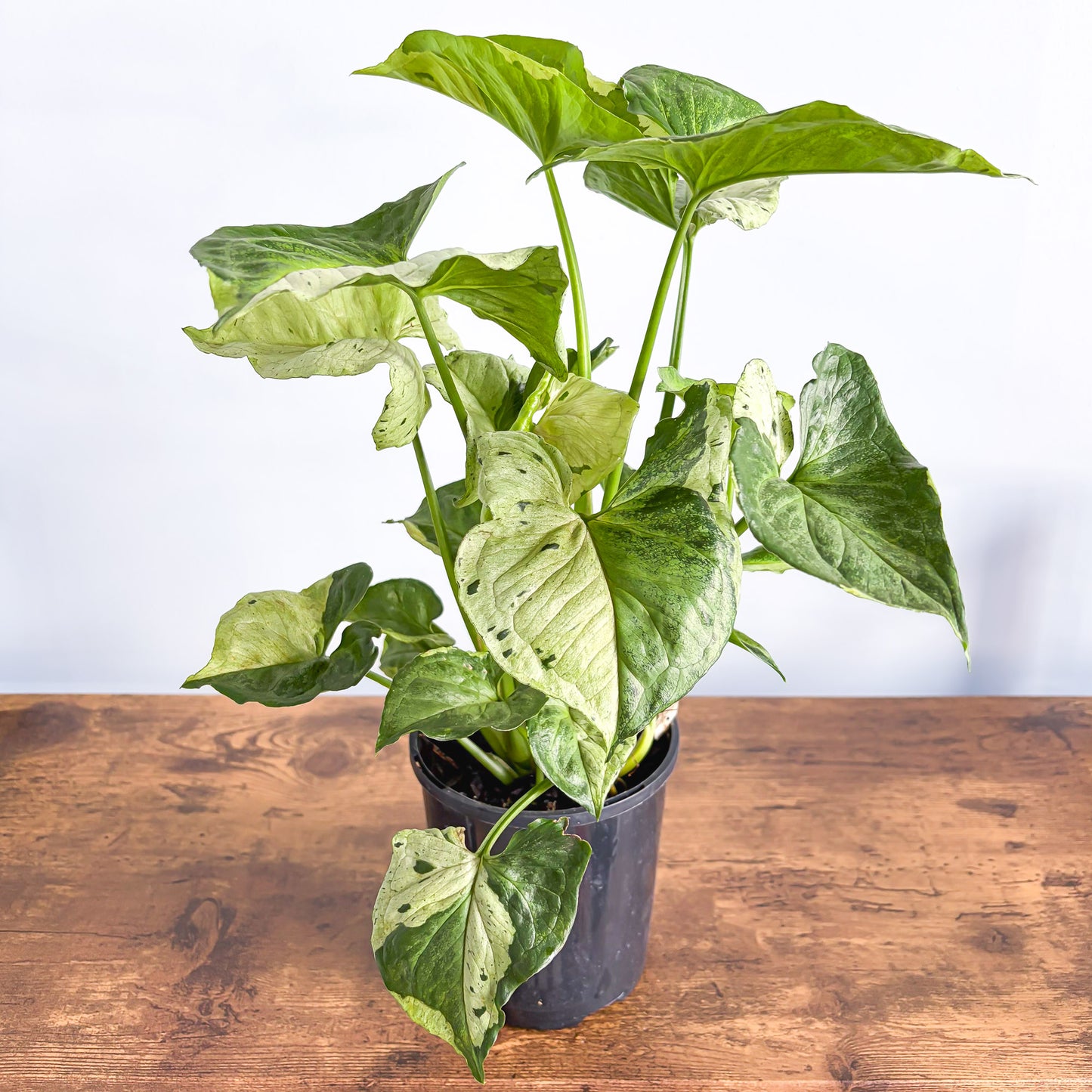 Syngonium Purple Butterfly | The Plant Boys