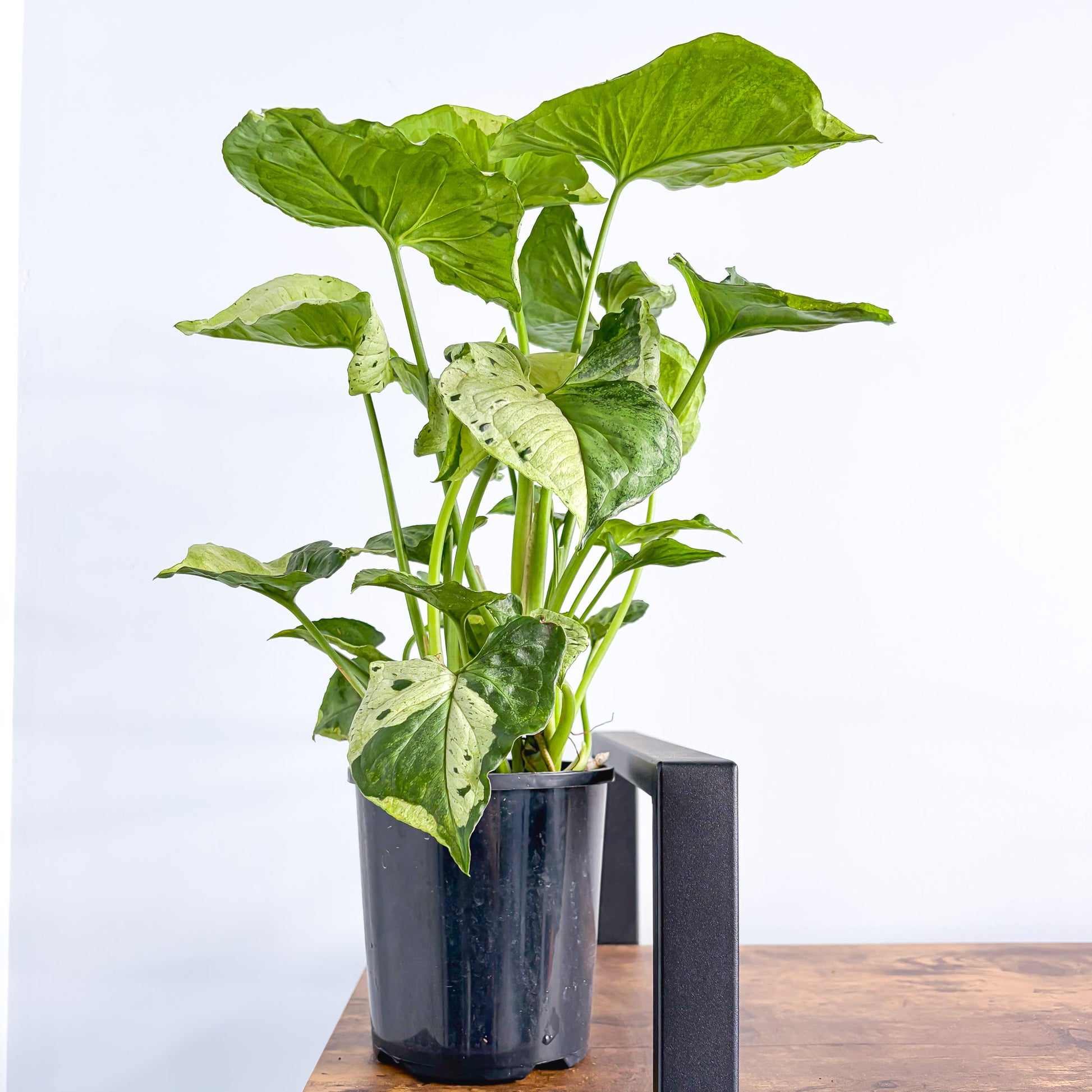 Syngonium Purple Butterfly | The Plant Boys