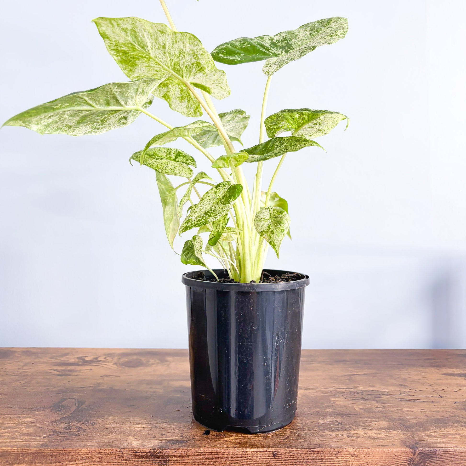 Alocasia Odora Batik | The Plant Boys