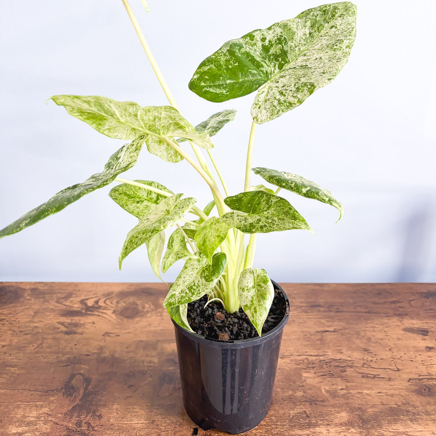Alocasia Odora Batik | The Plant Boys