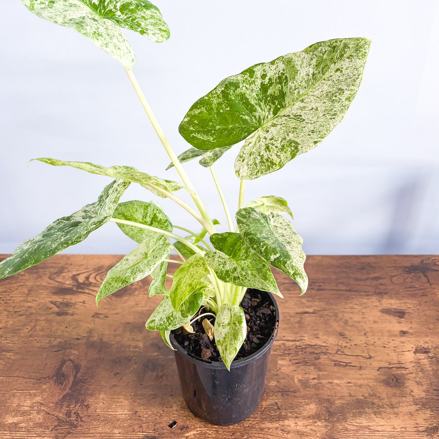 Alocasia Odora Batik | The Plant Boys