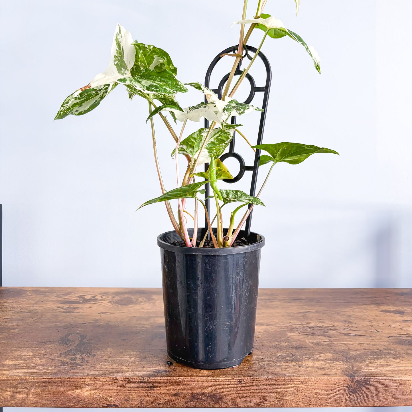 Syngonium Fantasy | The Plant Boys