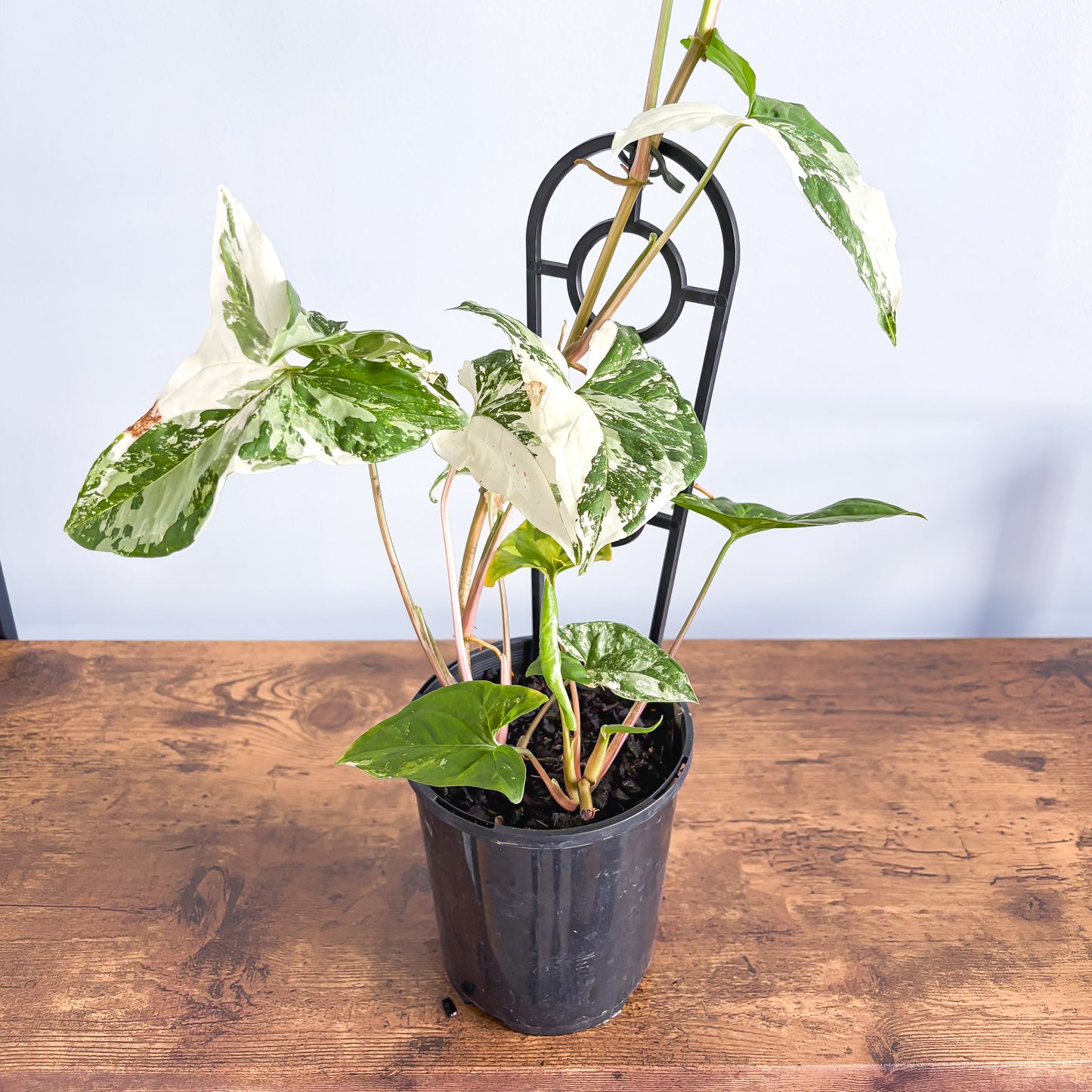 Syngonium Fantasy | The Plant Boys