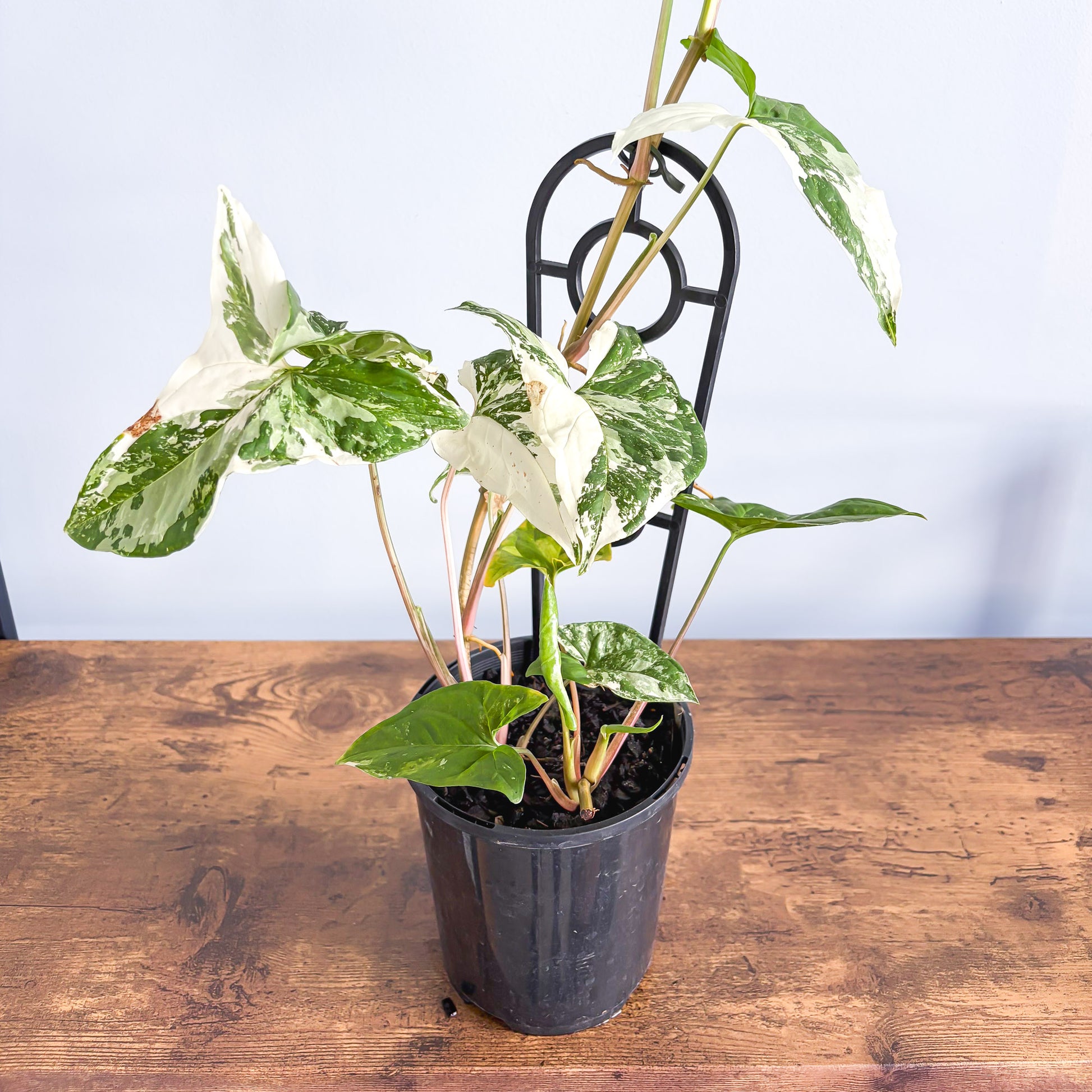 Syngonium Fantasy | The Plant Boys