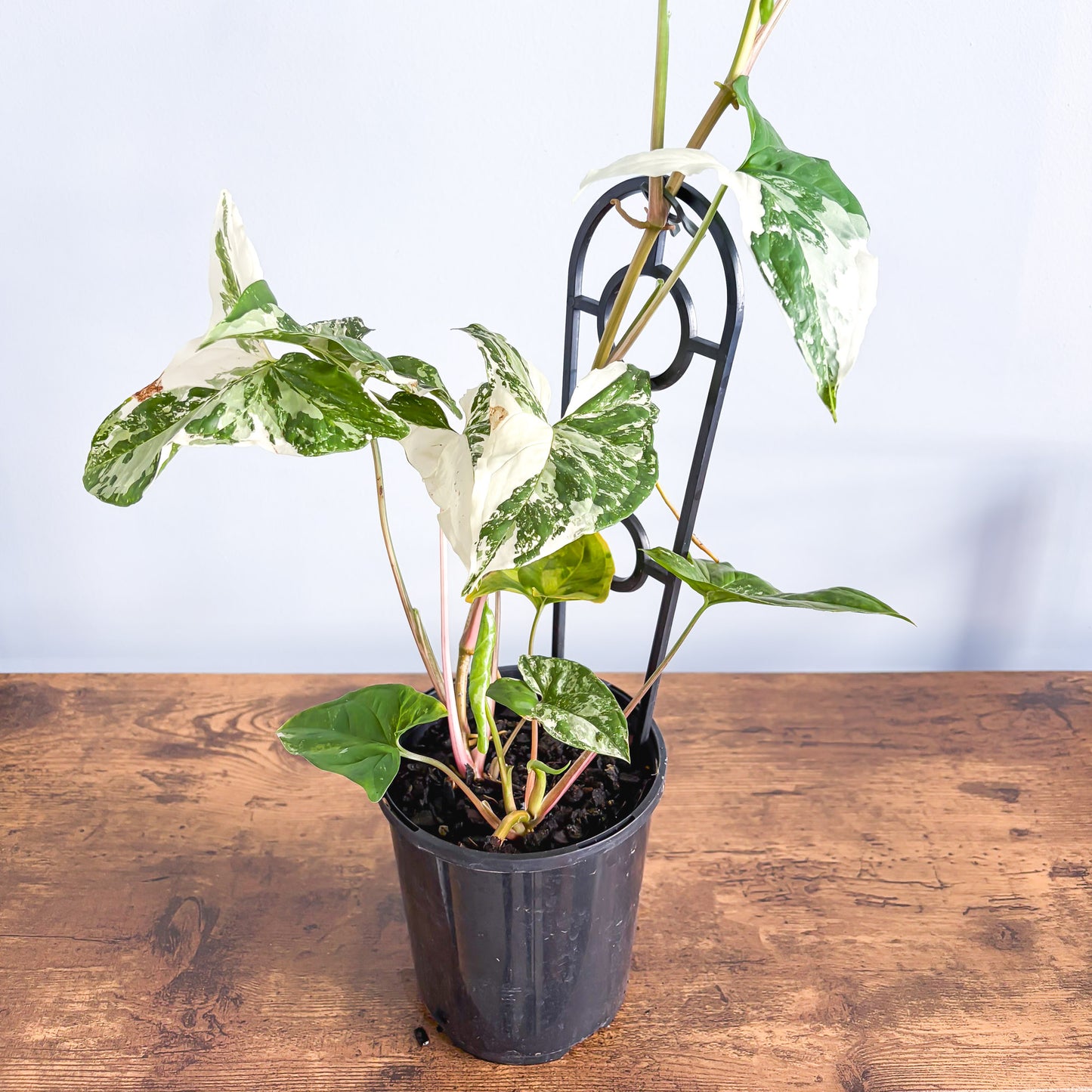 Syngonium Fantasy | The Plant Boys