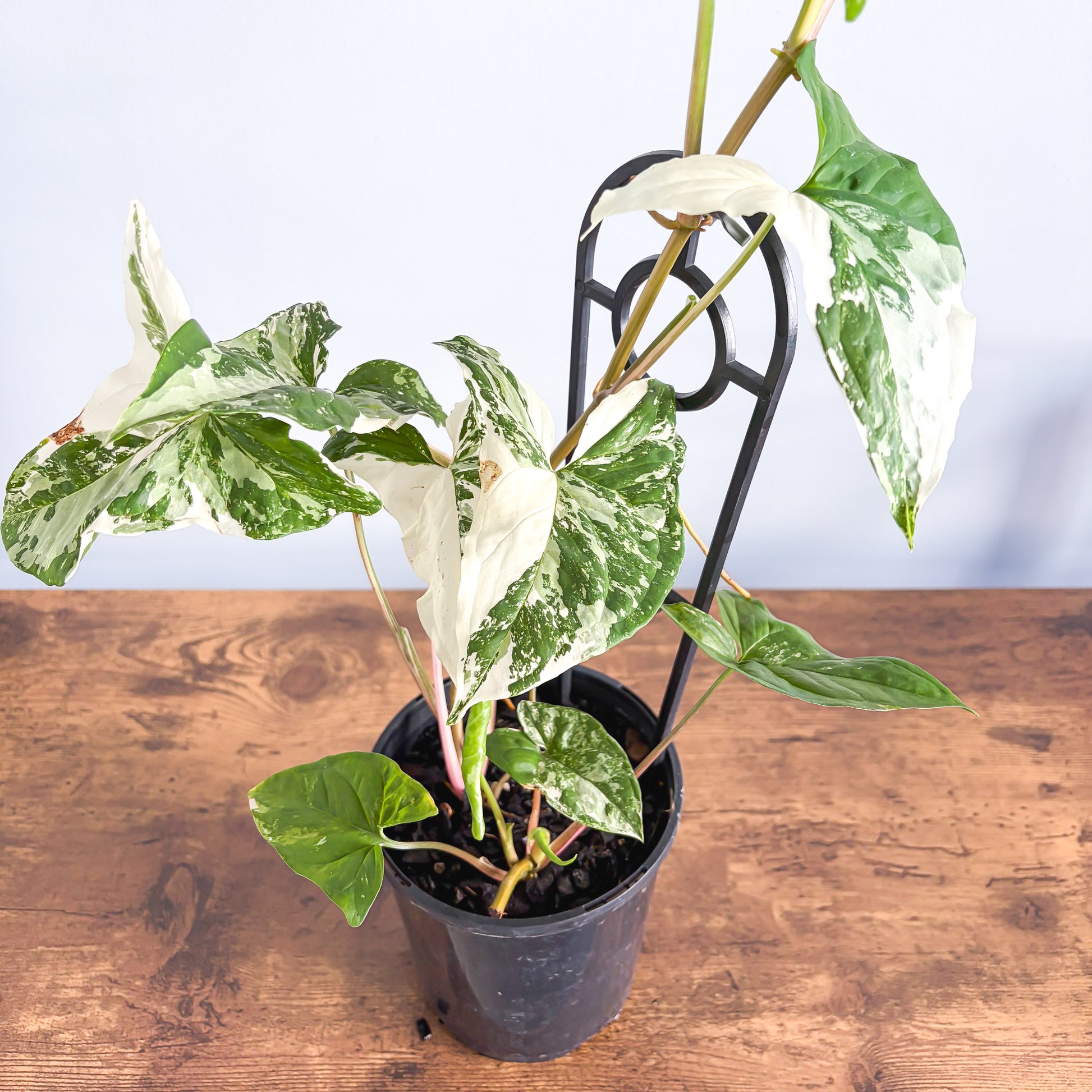 Syngonium Fantasy | The Plant Boys