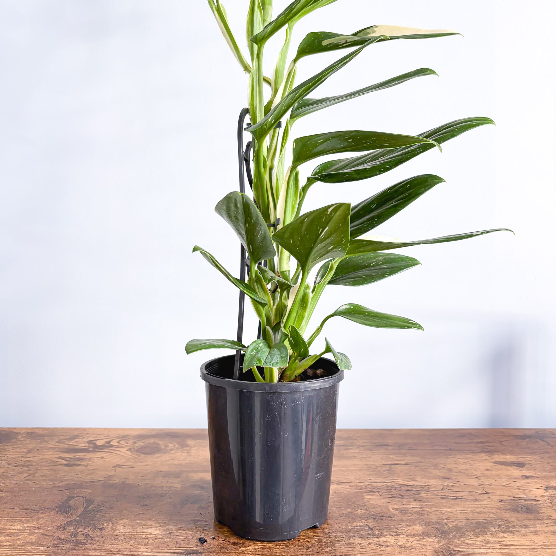 Monstera Standleyana Variegata | The Plant Boys