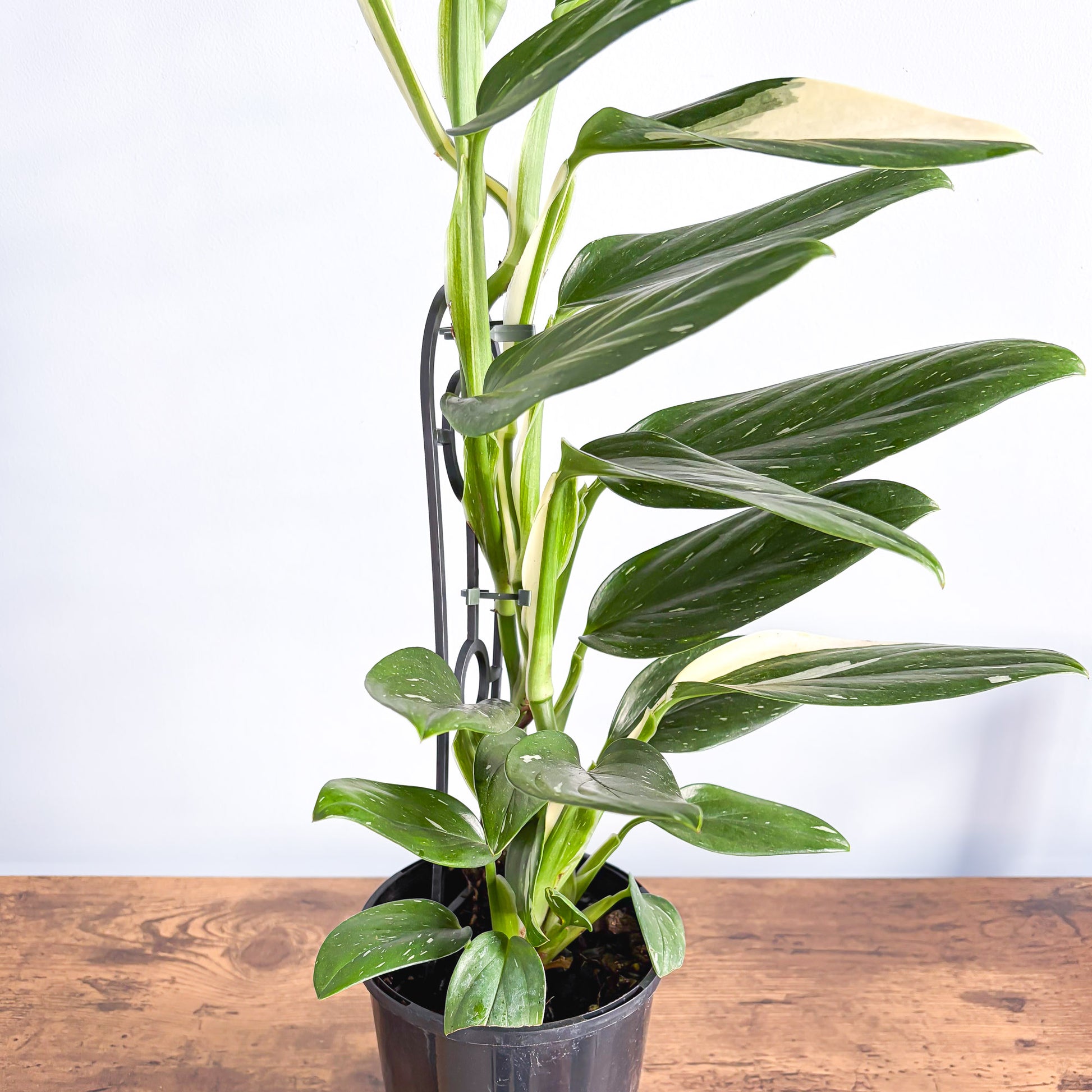 Monstera Standleyana Variegata | The Plant Boys