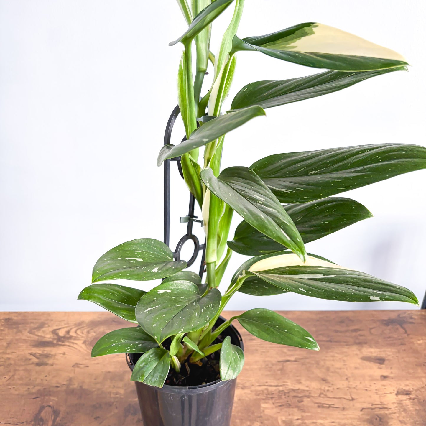 Monstera Standleyana Variegata | The Plant Boys