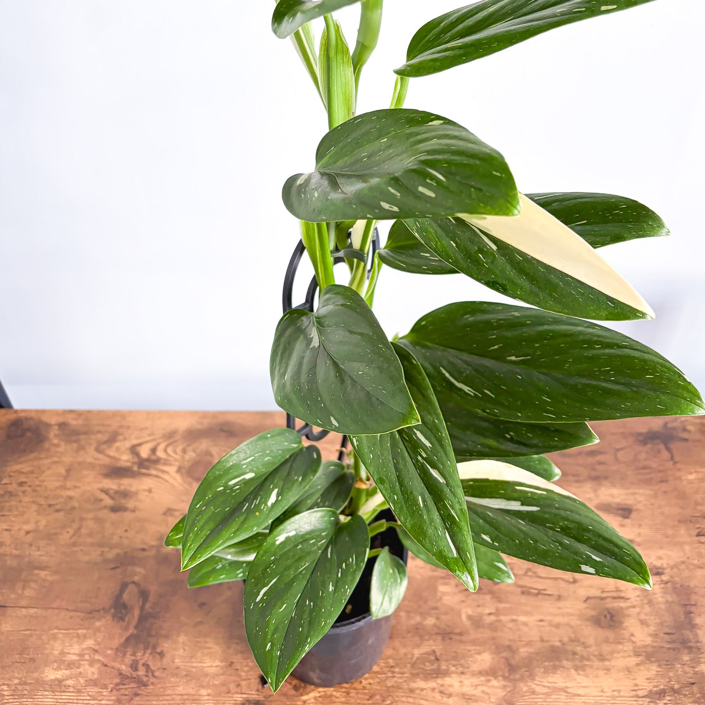 Monstera Standleyana Variegata | The Plant Boys