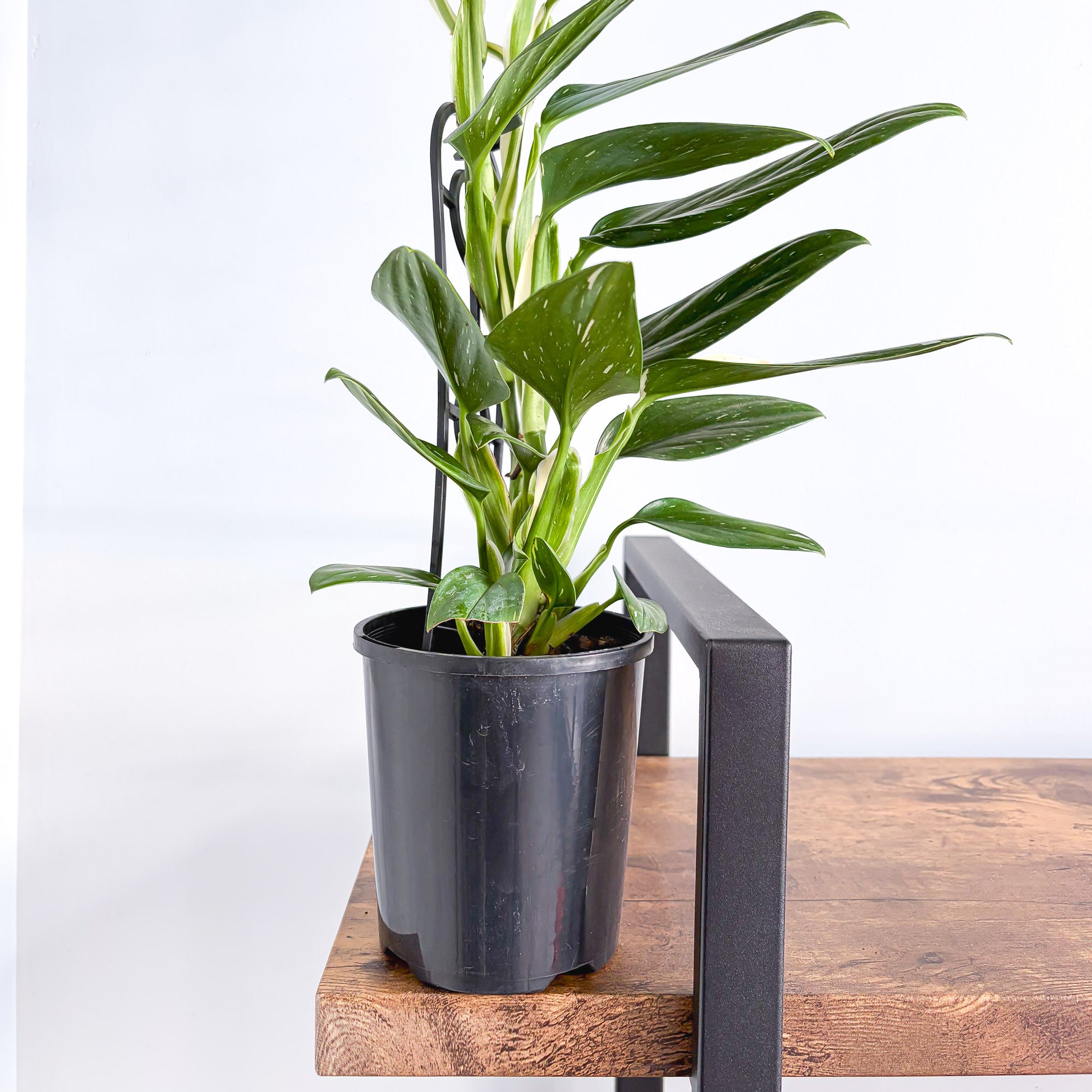 Monstera Standleyana Variegata | The Plant Boys