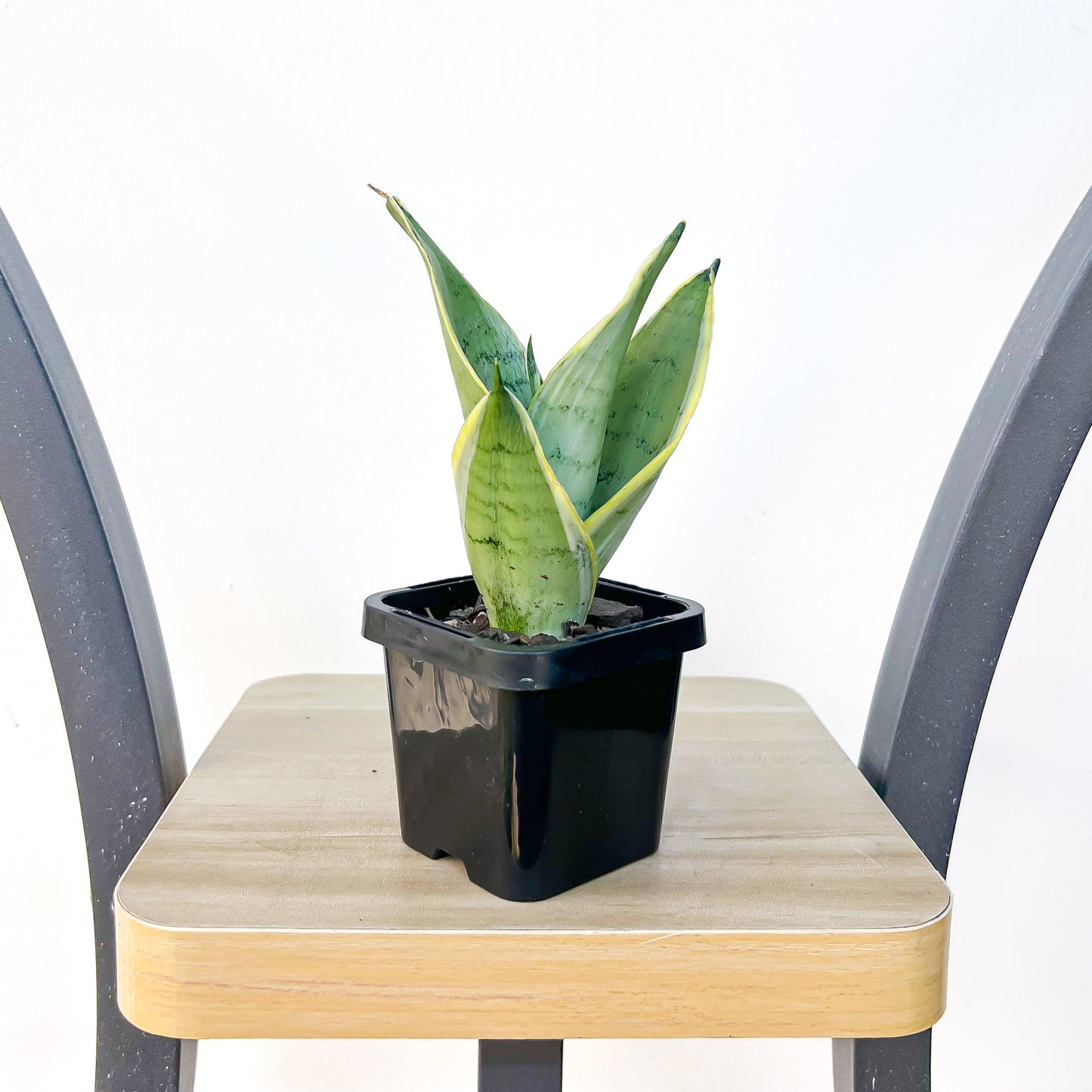 Sansevieria Snow White Hahnii | The Plant Boys