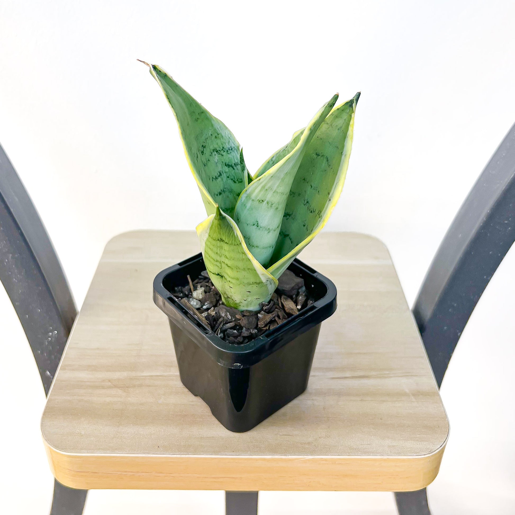 Sansevieria Snow White Hahnii | The Plant Boys