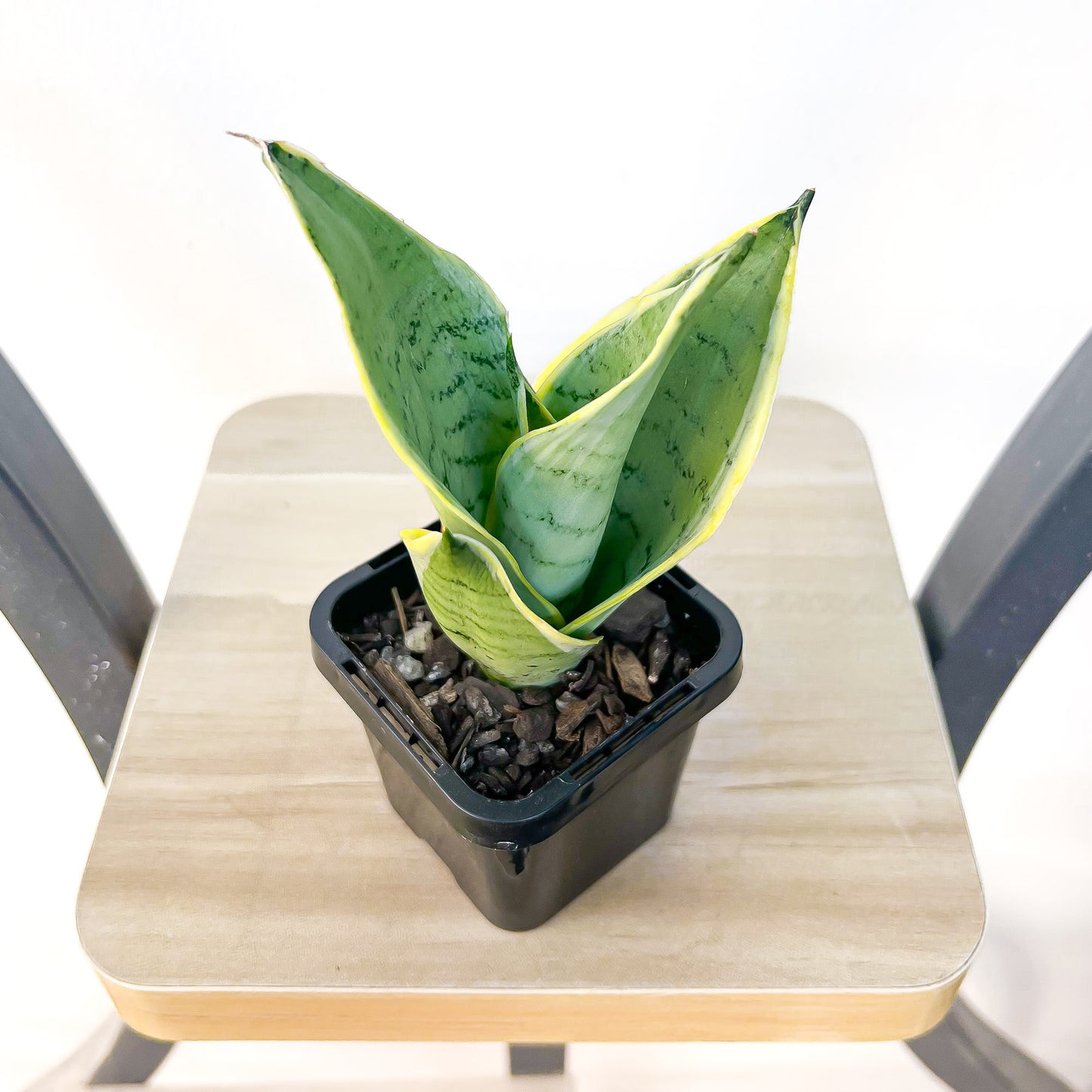 Sansevieria Snow White Hahnii | The Plant Boys