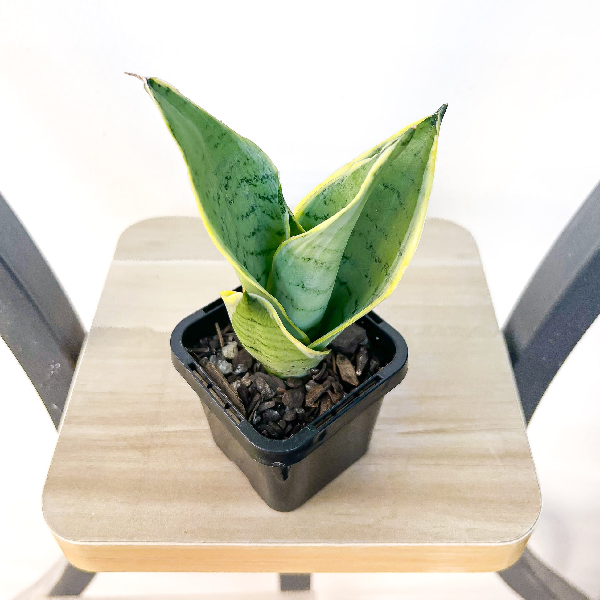 Sansevieria Snow White Hahnii | The Plant Boys