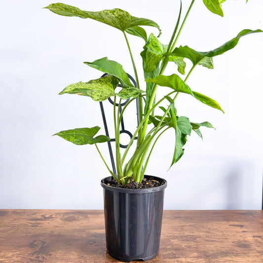Syngonium Mojito | The Plant Boys