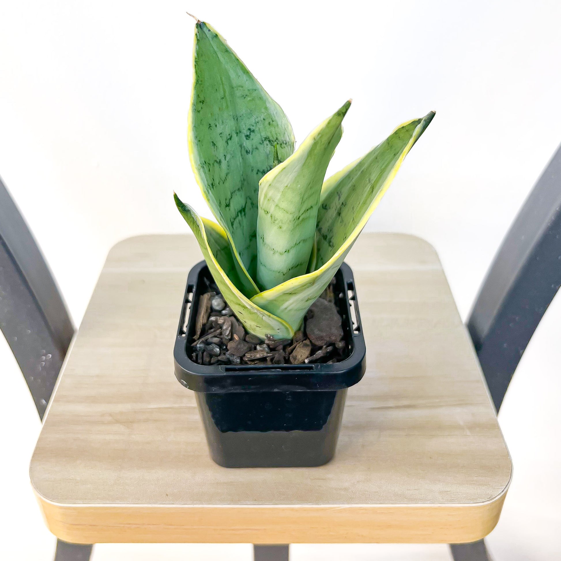 Sansevieria Snow White Hahnii | The Plant Boys