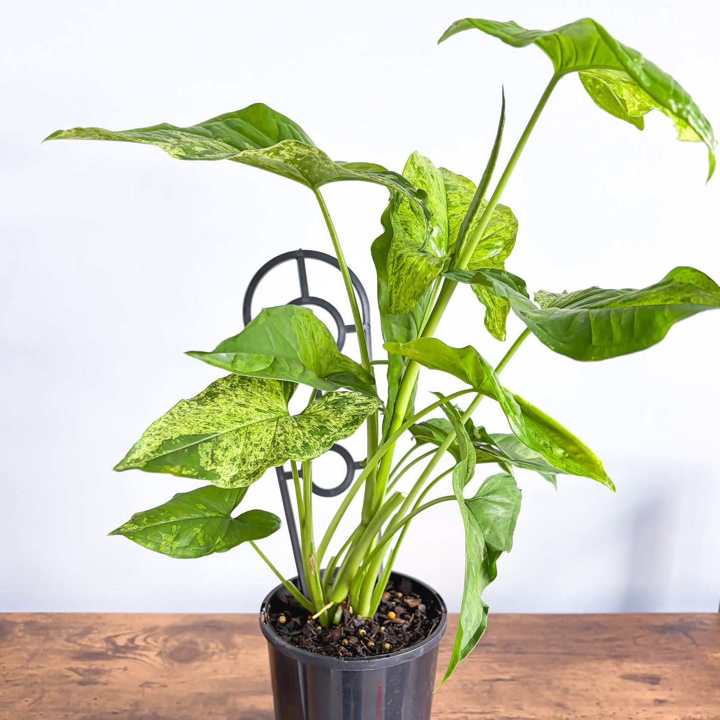 Syngonium Mojito | The Plant Boys