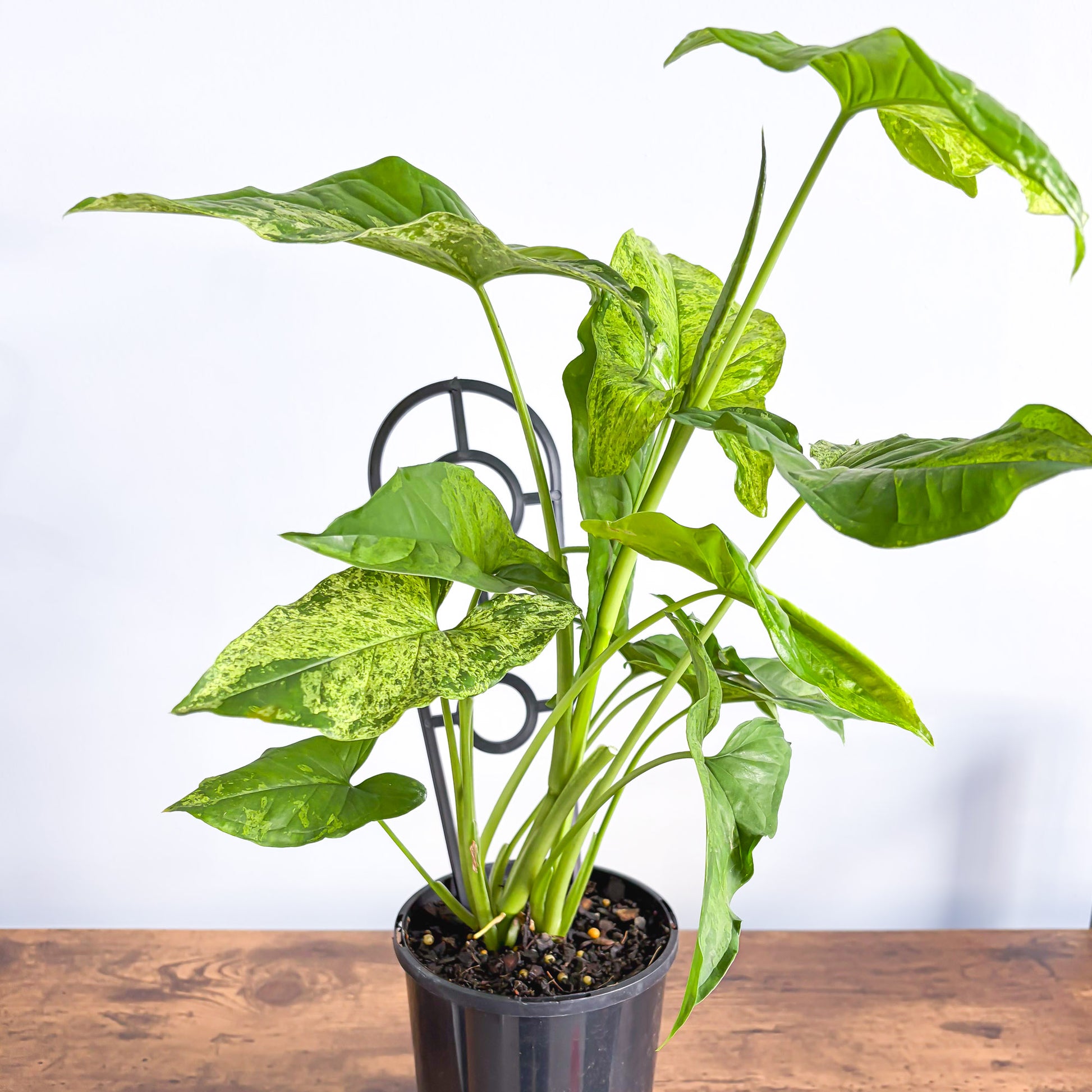 Syngonium Mojito | The Plant Boys
