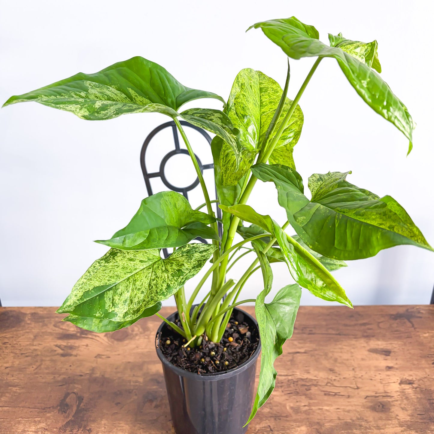 Syngonium Mojito | The Plant Boys