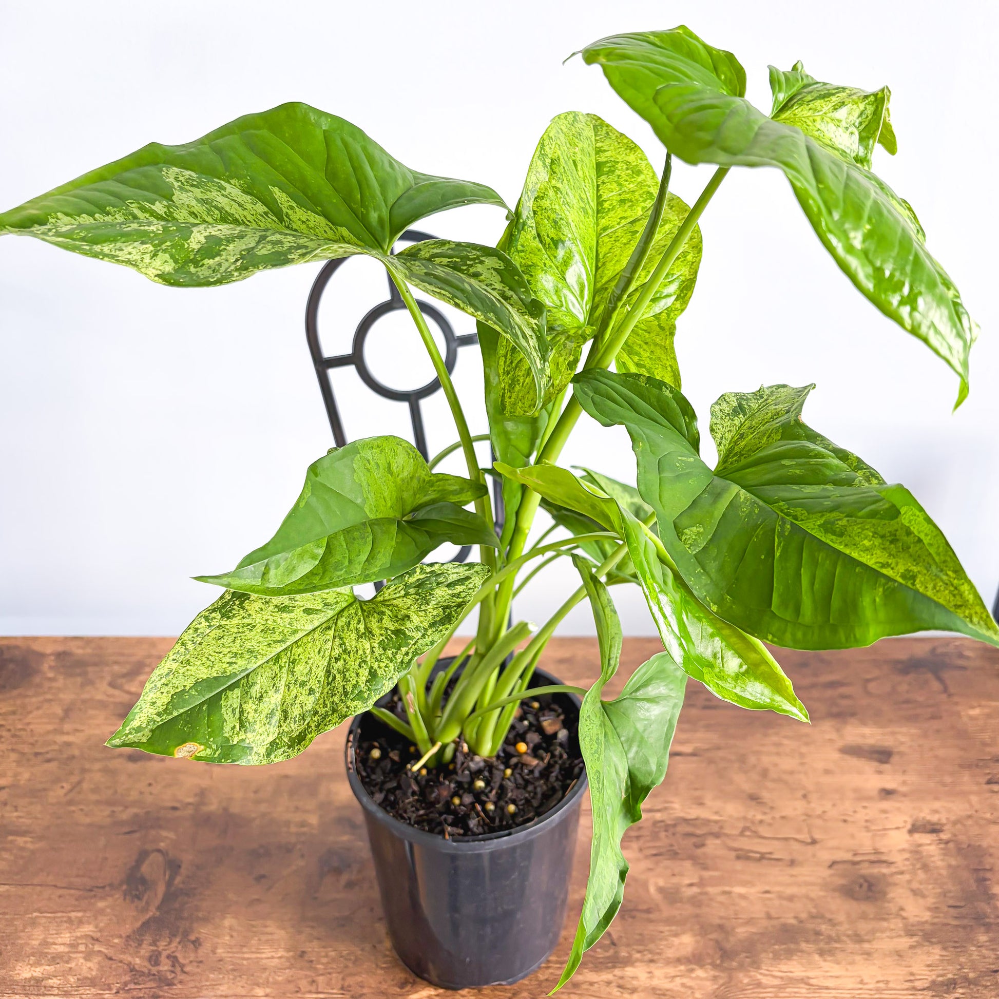 Syngonium Mojito | The Plant Boys
