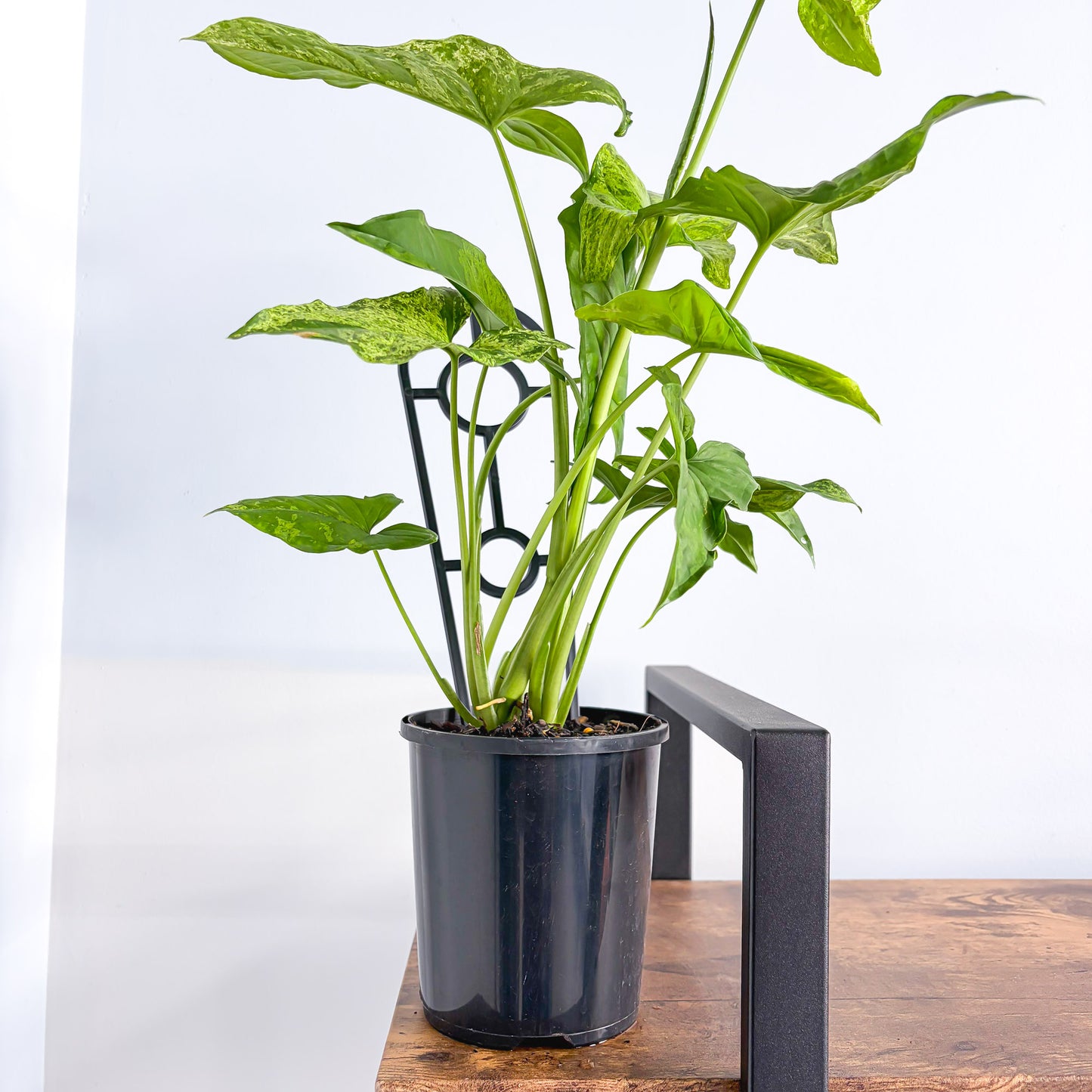 Syngonium Mojito | The Plant Boys