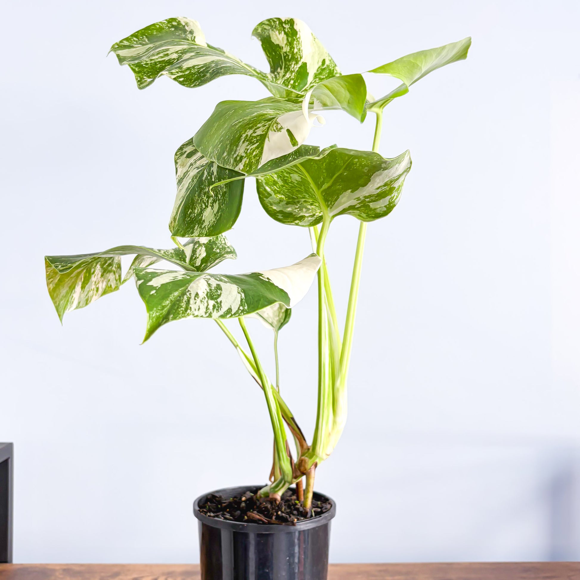 Monstera Borsigiana Albo (High Variegation) | The Plant Boys