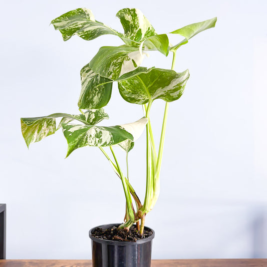 Monstera Borsigiana Albo (High Variegation) | The Plant Boys