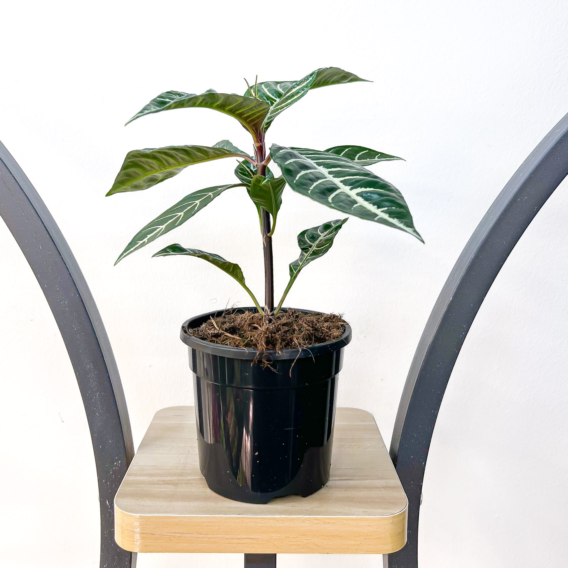 Aphelandra Zebra Plant | The Plant Boys